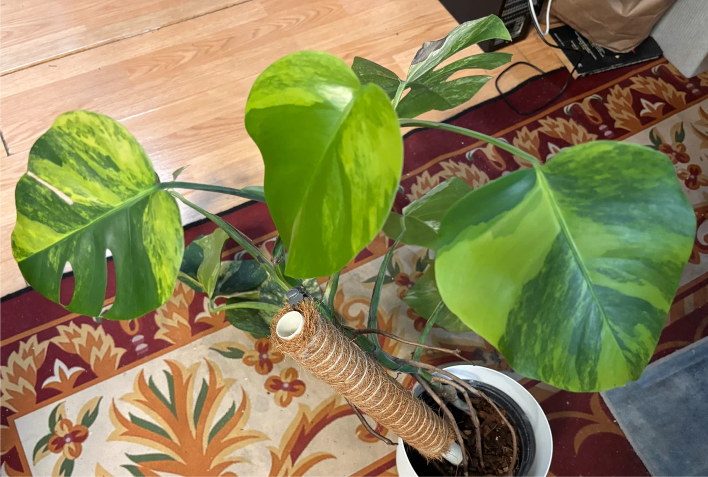 Monstera variegated