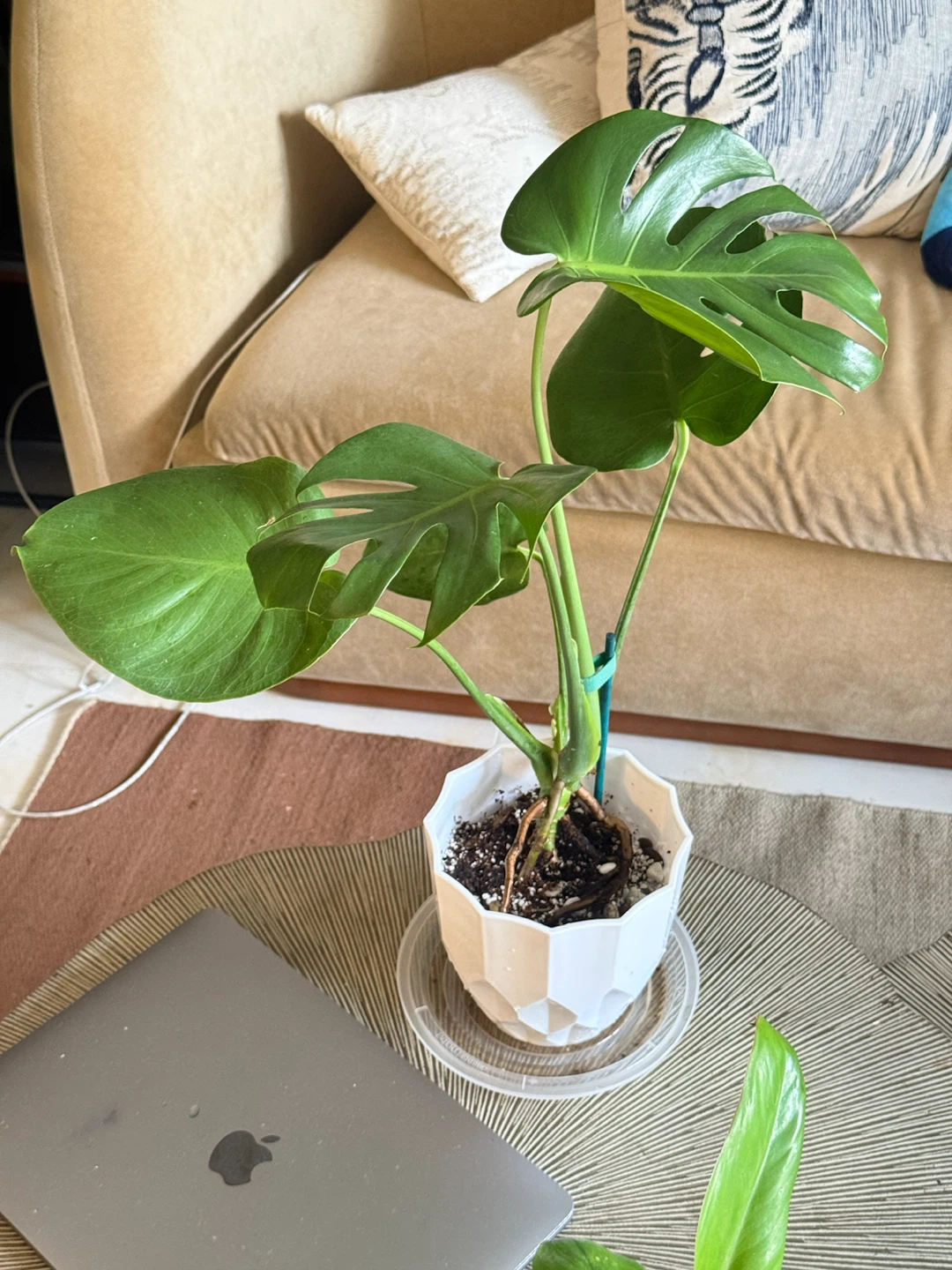 Monstera Plant in White Pot