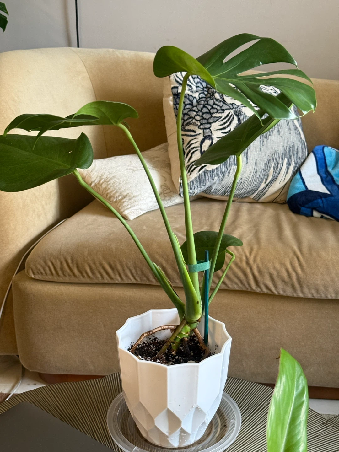 Monstera Plant in White Pot - photo 2