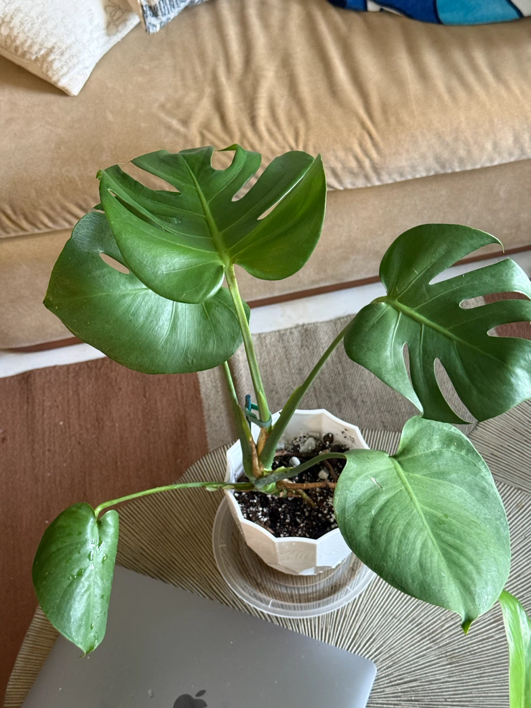 Monstera Plant in White Pot - photo 3