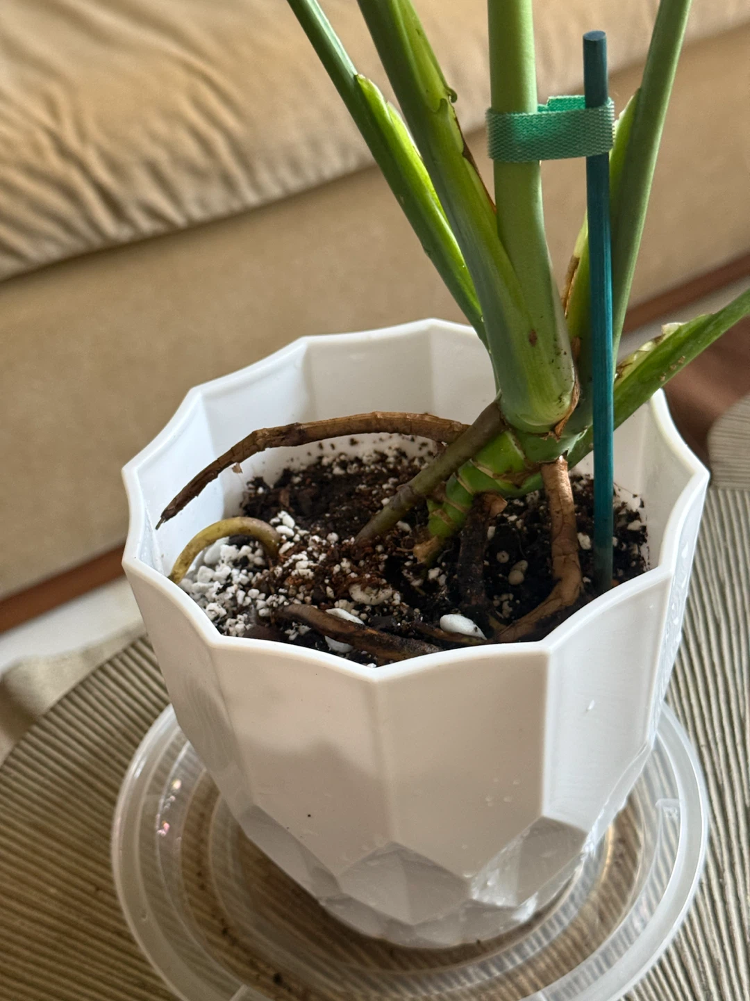 Monstera Plant in White Pot - photo 4