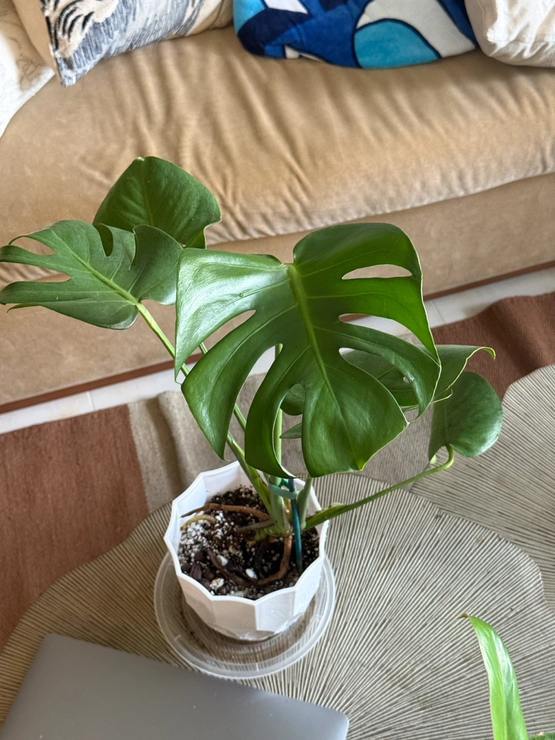 Monstera Plant in White Pot - photo 5