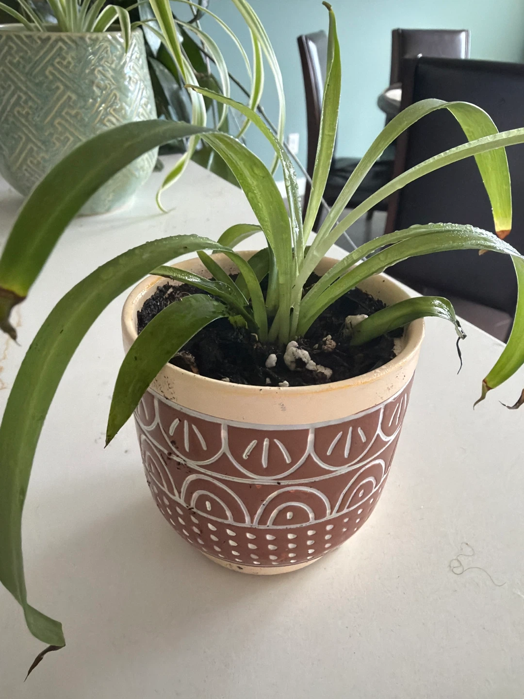 Spider Plant in Decorative Ceramic Pot