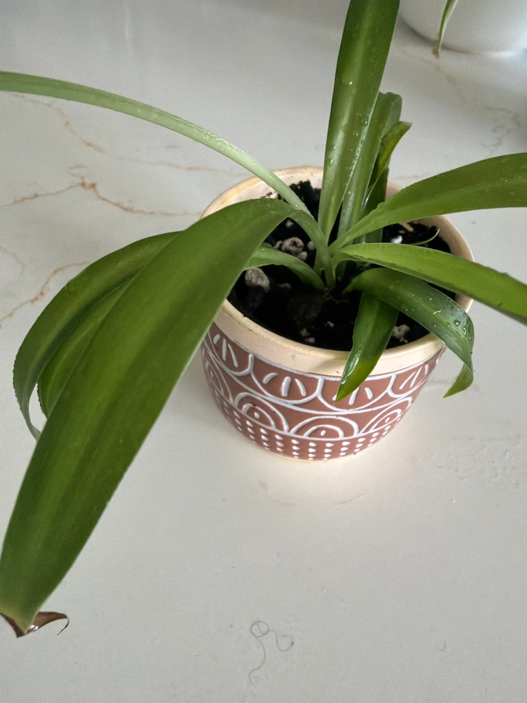 Spider Plant in Decorative Ceramic Pot - photo 2