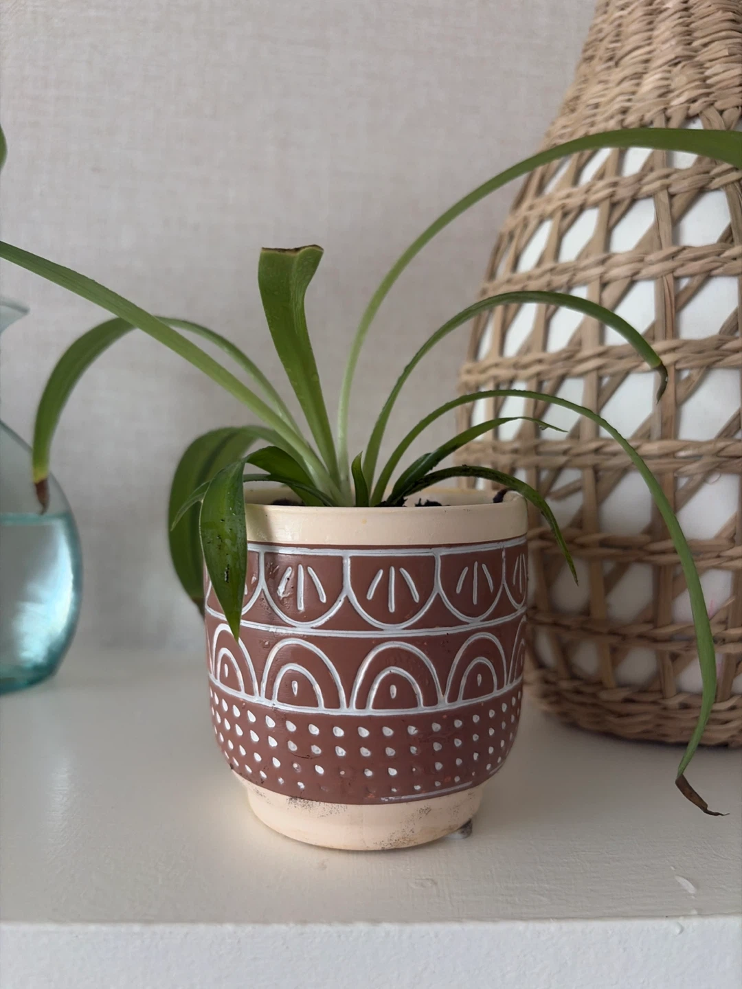 Spider Plant in Decorative Ceramic Pot - photo 3
