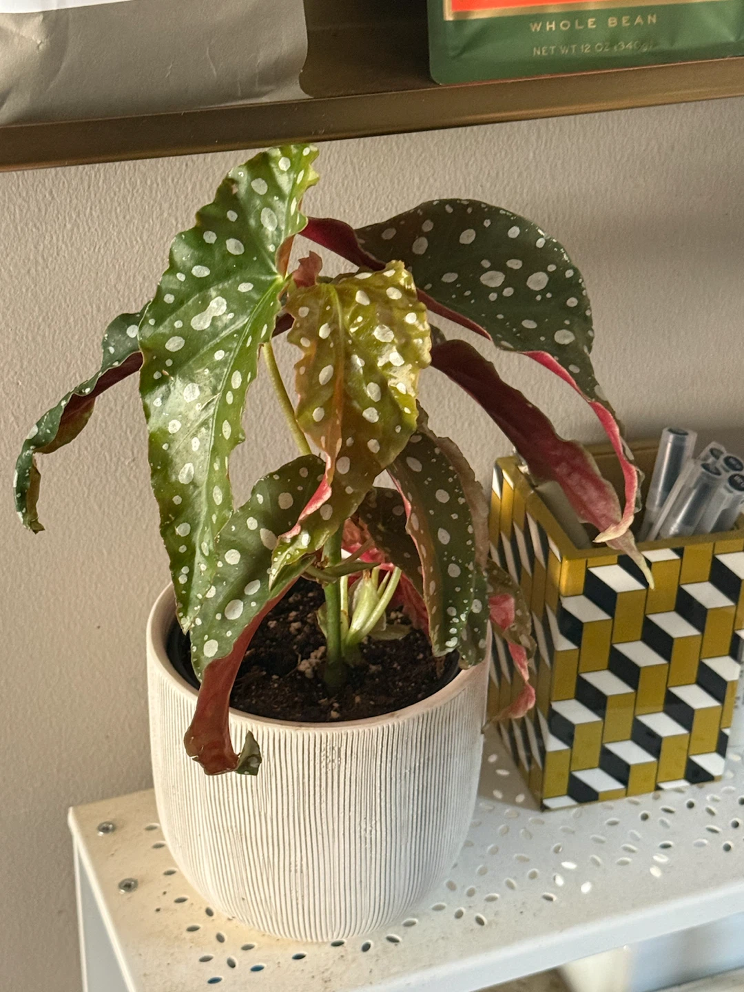 Polka Dot Begonia Plant in Ceramic Pot