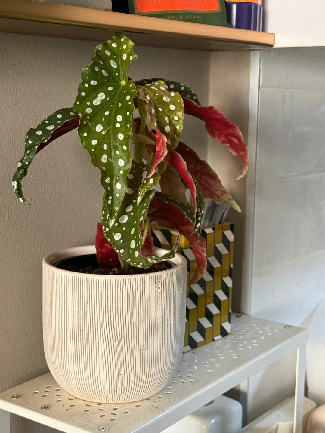 Polka Dot Begonia Plant in Ceramic Pot - photo 2