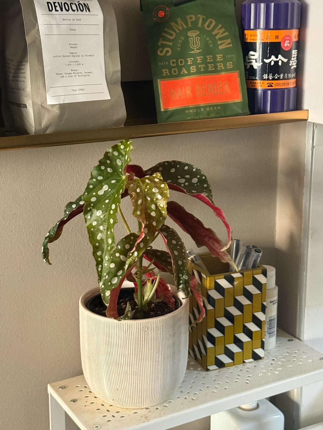 Polka Dot Begonia Plant in Ceramic Pot - photo 3