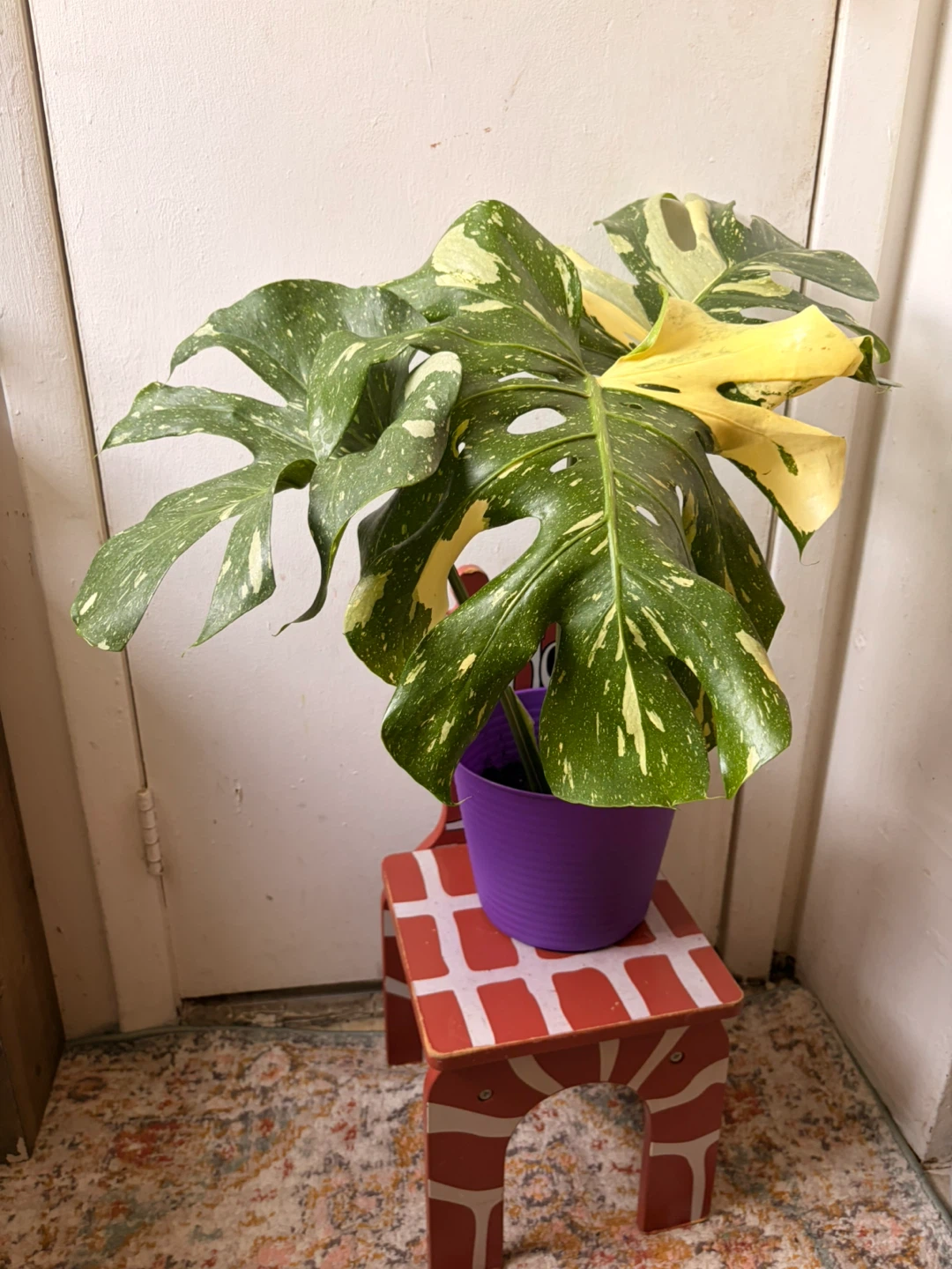 Monstera Thai Constellation Plant