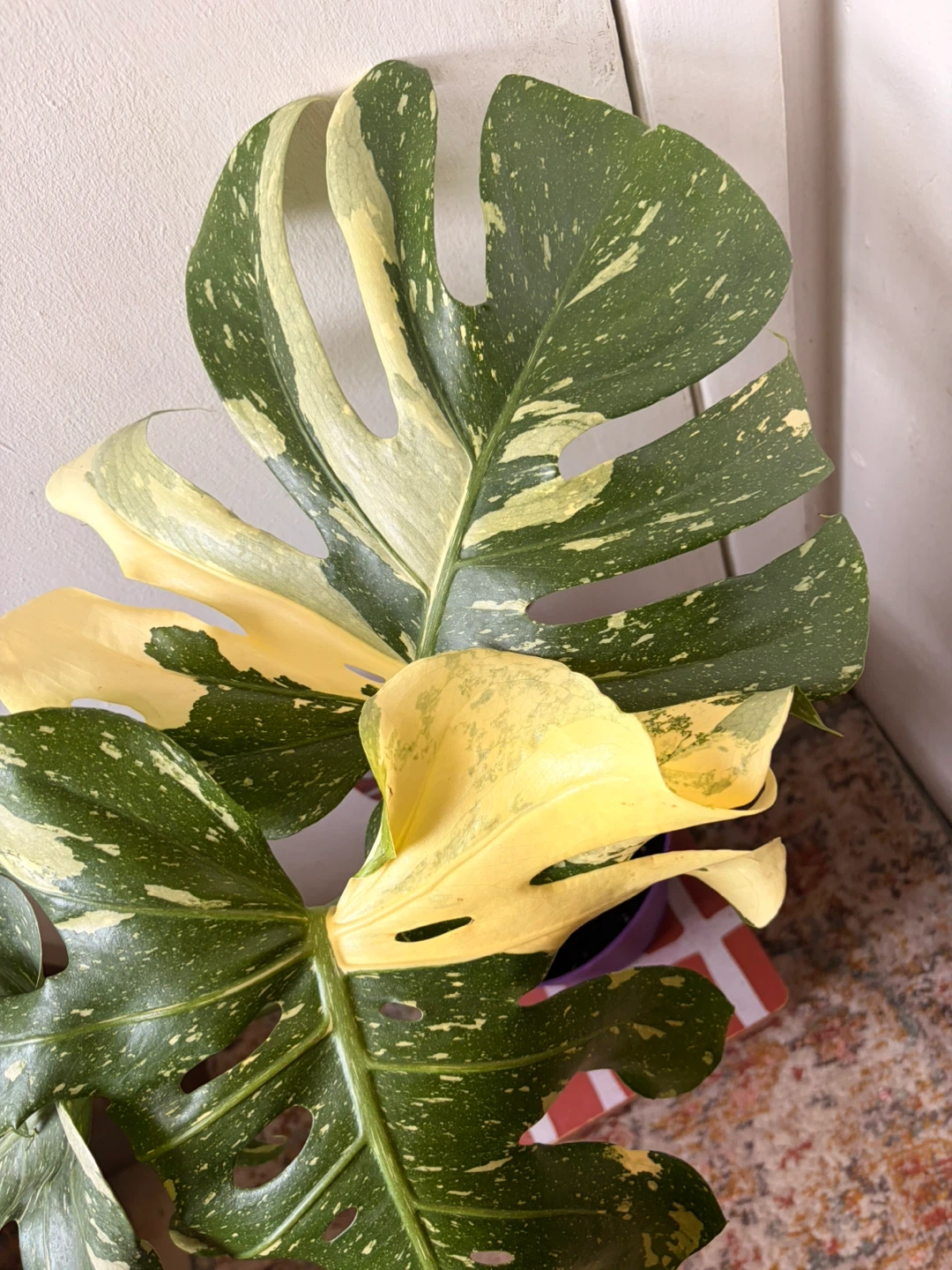 Monstera Thai Constellation Plant - photo 3