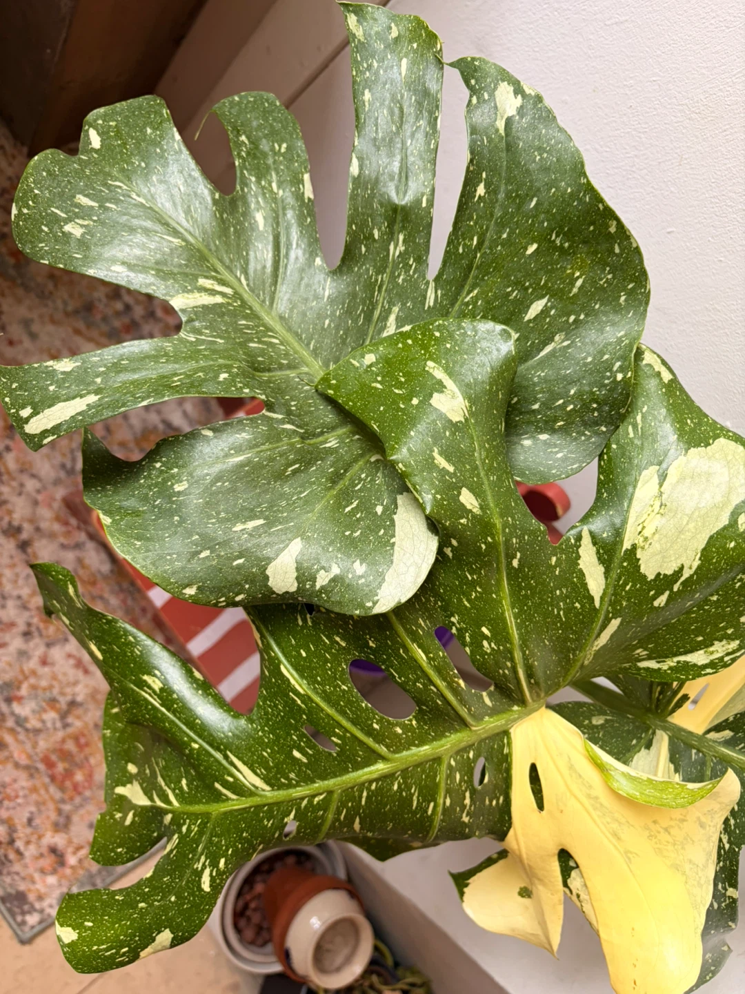 Monstera Thai Constellation Plant - photo 4