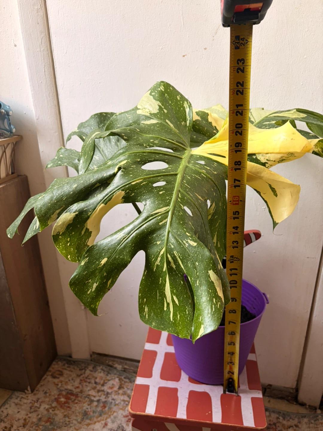 Monstera Thai Constellation Plant - photo 5