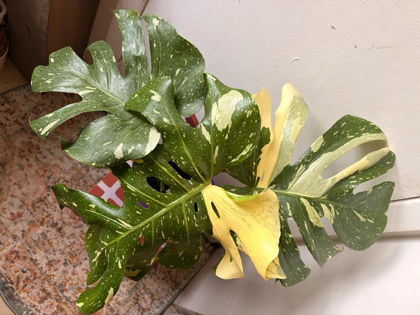 Monstera Thai Constellation Plant - photo 2
