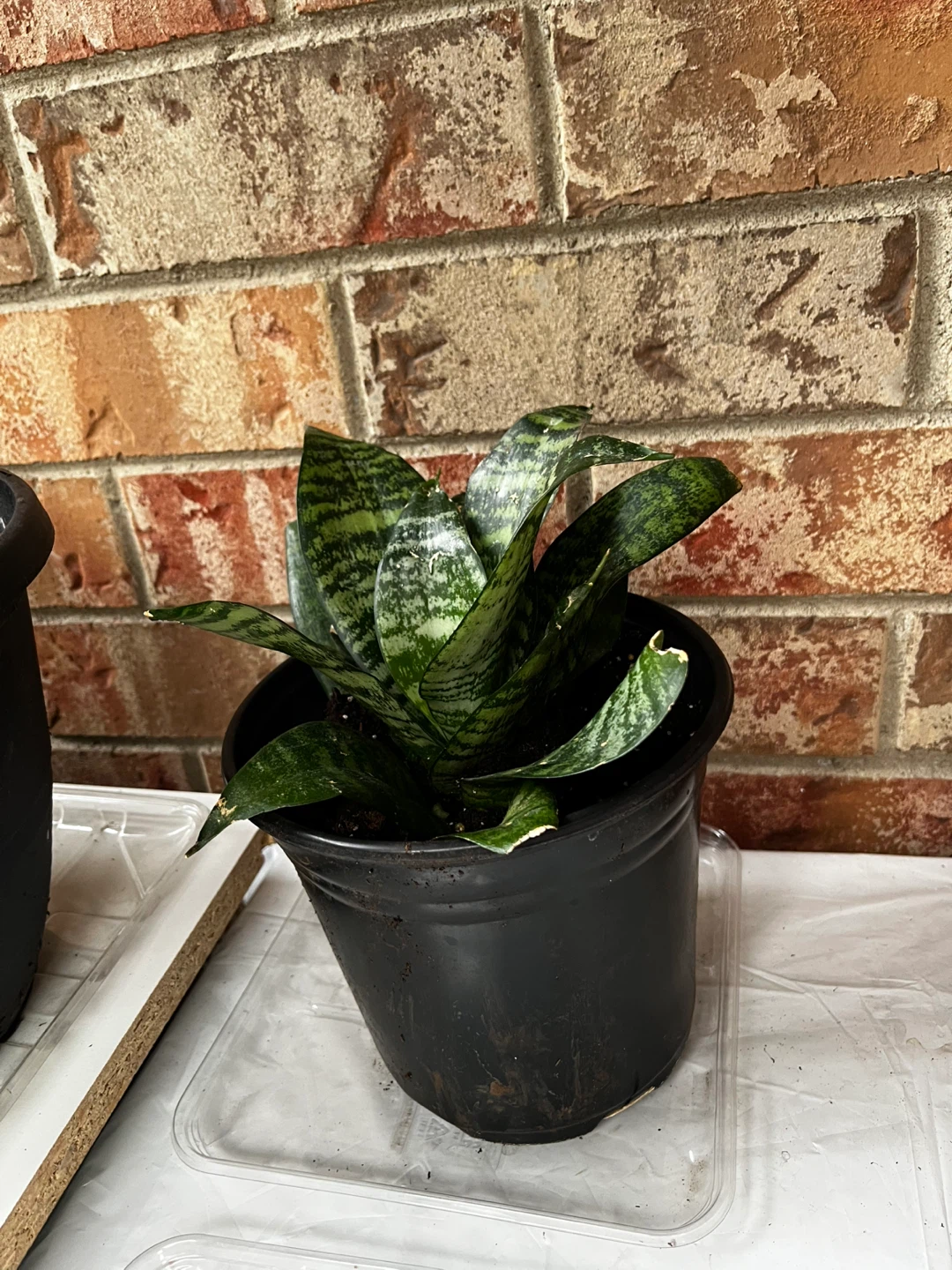 Snake Plant in Black Pot