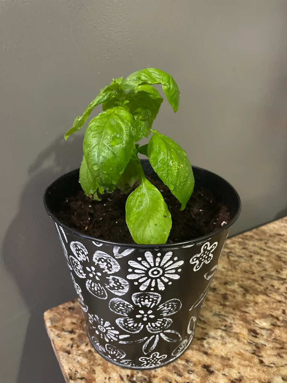 Fresh Potted Basil Plant