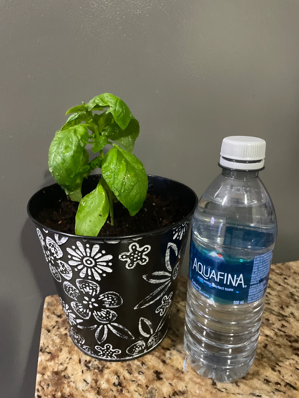 Fresh Potted Basil Plant - photo 2