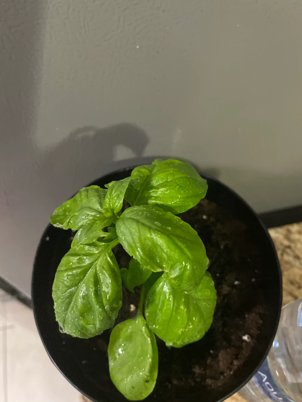 Fresh Potted Basil Plant - photo 3
