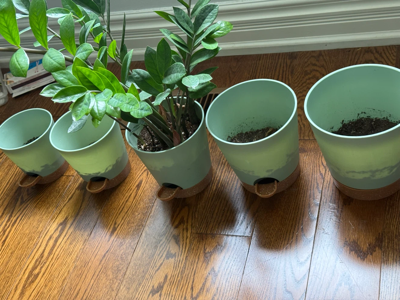 ZZ Plant + Potting Mix + Miracle-Gro Indoor Plant Food — $25