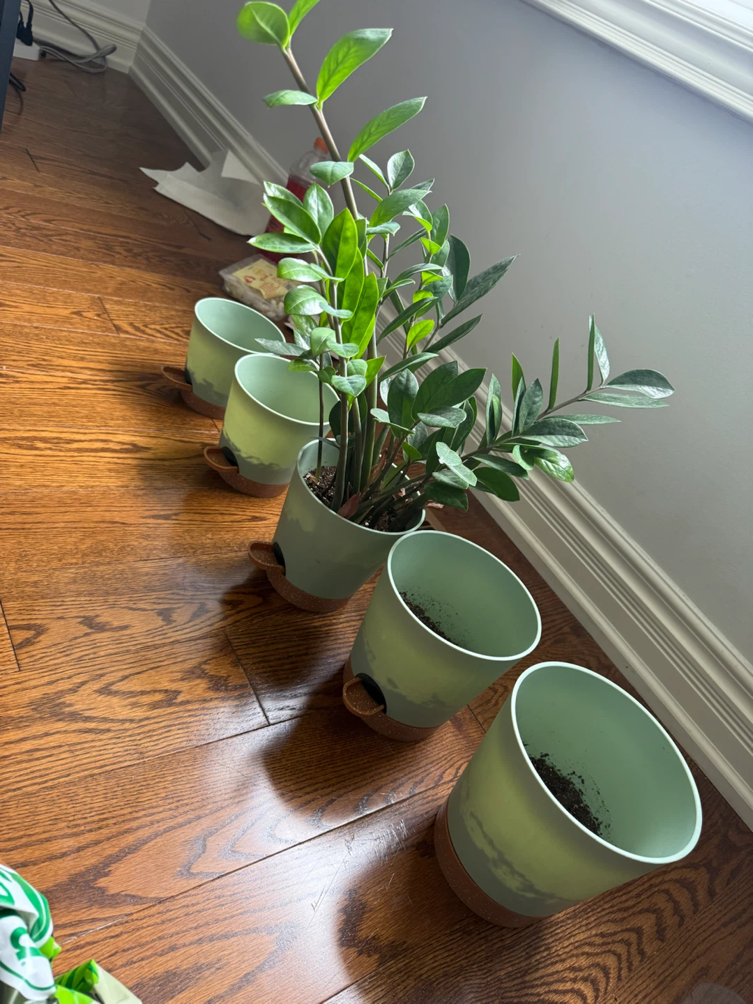 ZZ Plant + Potting Mix + Miracle-Gro Indoor Plant Food — $25 - photo 2