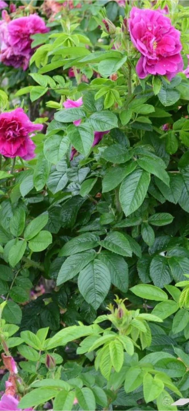 2 Pink Hansa Rose Bushes