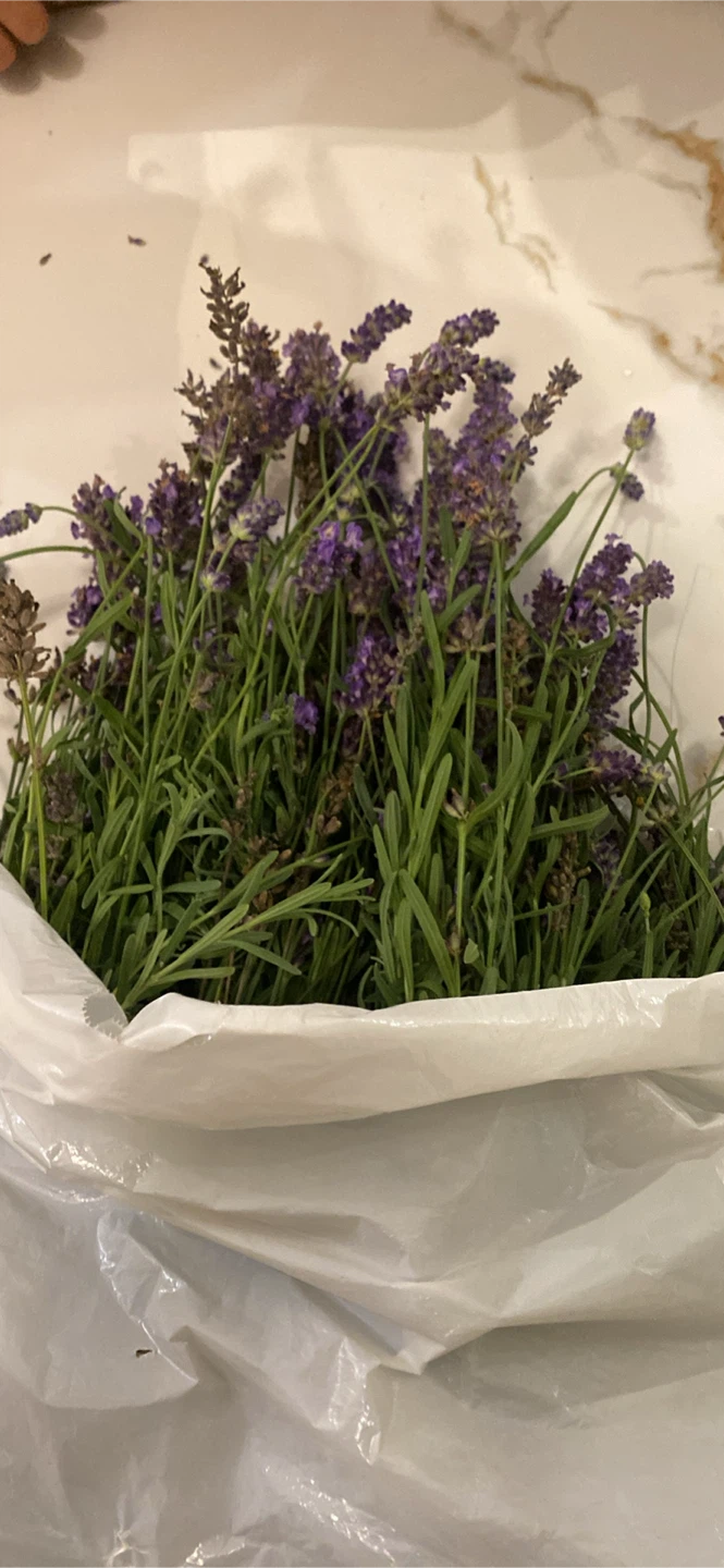 Fresh cut lavender bundles