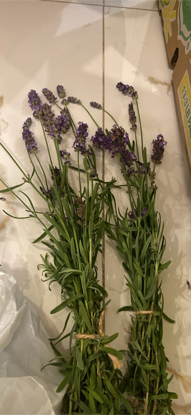 Fresh cut lavender bundles - photo 2