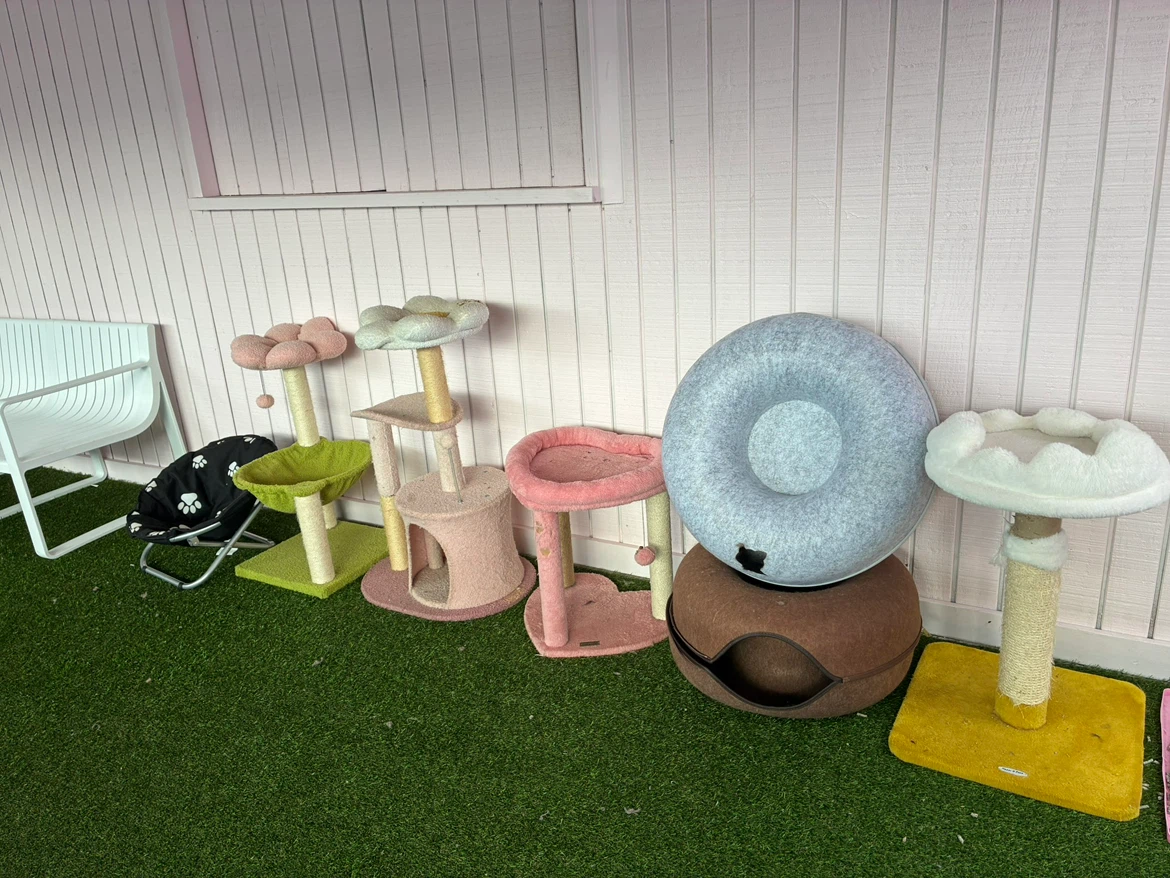 Small Cat Tree