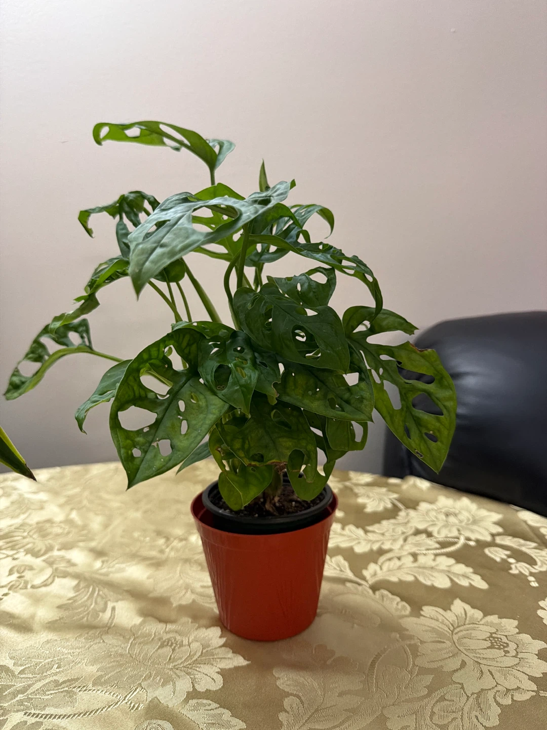 Monstera Adansonii Swiss Cheese Plant