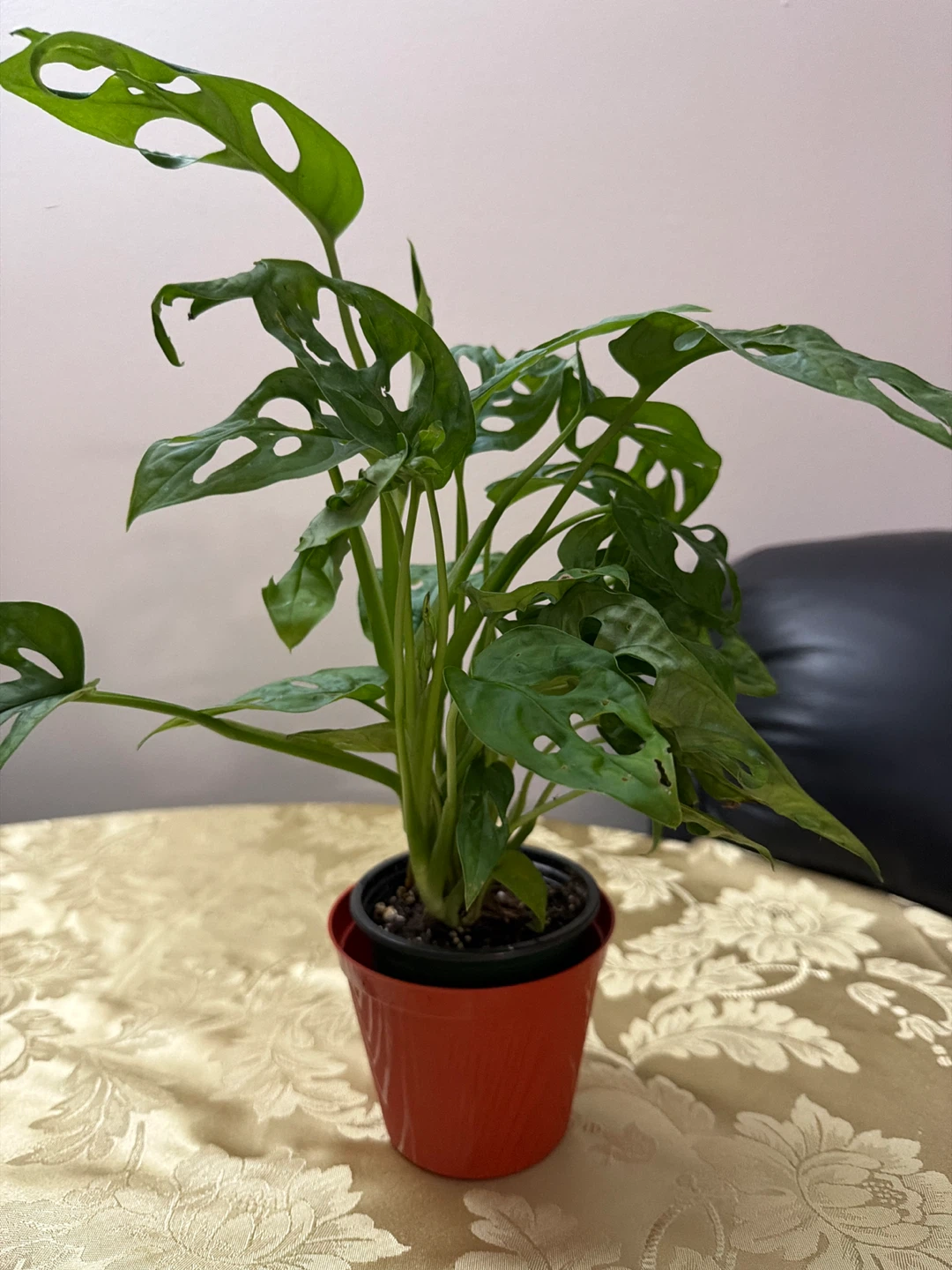 Monstera Adansonii Swiss Cheese Plant - photo 2