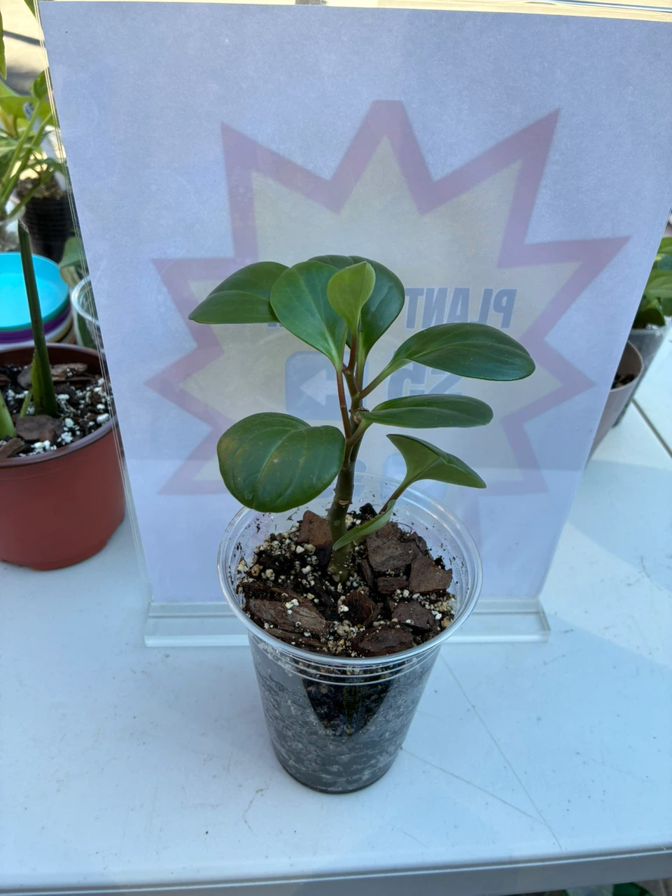 Peperomia obtusifolia baby rubber plant