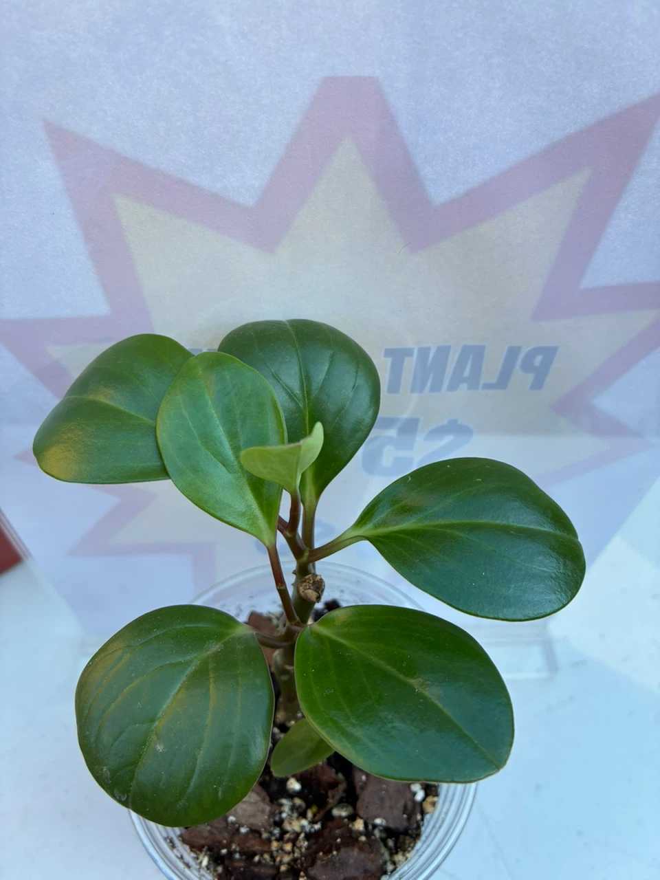 Peperomia obtusifolia baby rubber plant - photo 2