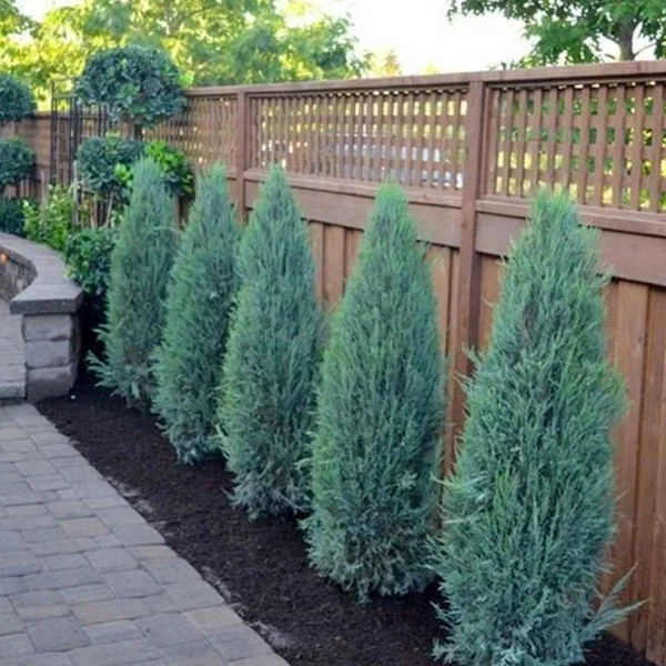 Wichita Blue Juniper Trees 6 feet tall