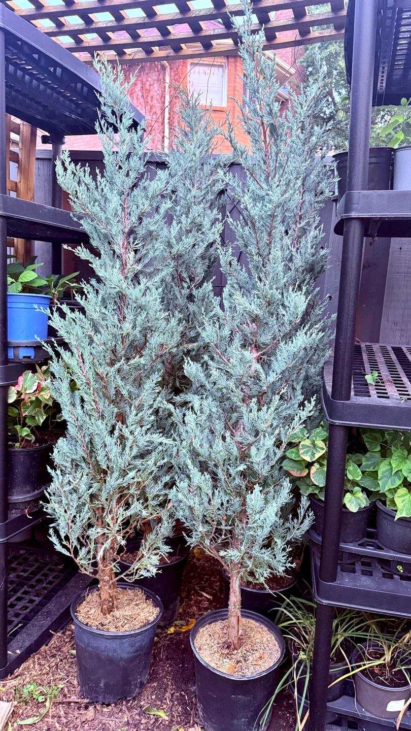 Wichita Blue Juniper Trees 6 feet tall - photo 2