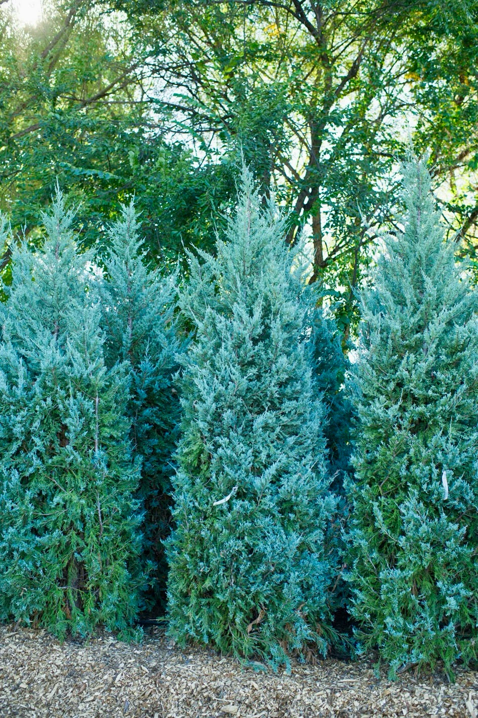 Wichita Blue Juniper Trees 6 feet tall - photo 3