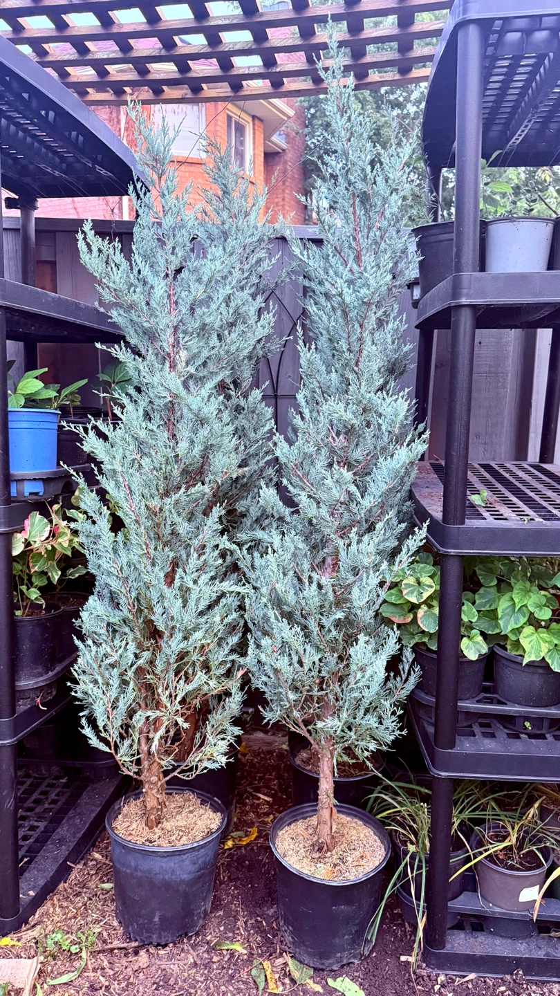 Wichita Blue Juniper Trees 6 feet tall - photo 4