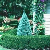 Wichita Blue Juniper Trees 6 feet tall - photo 5