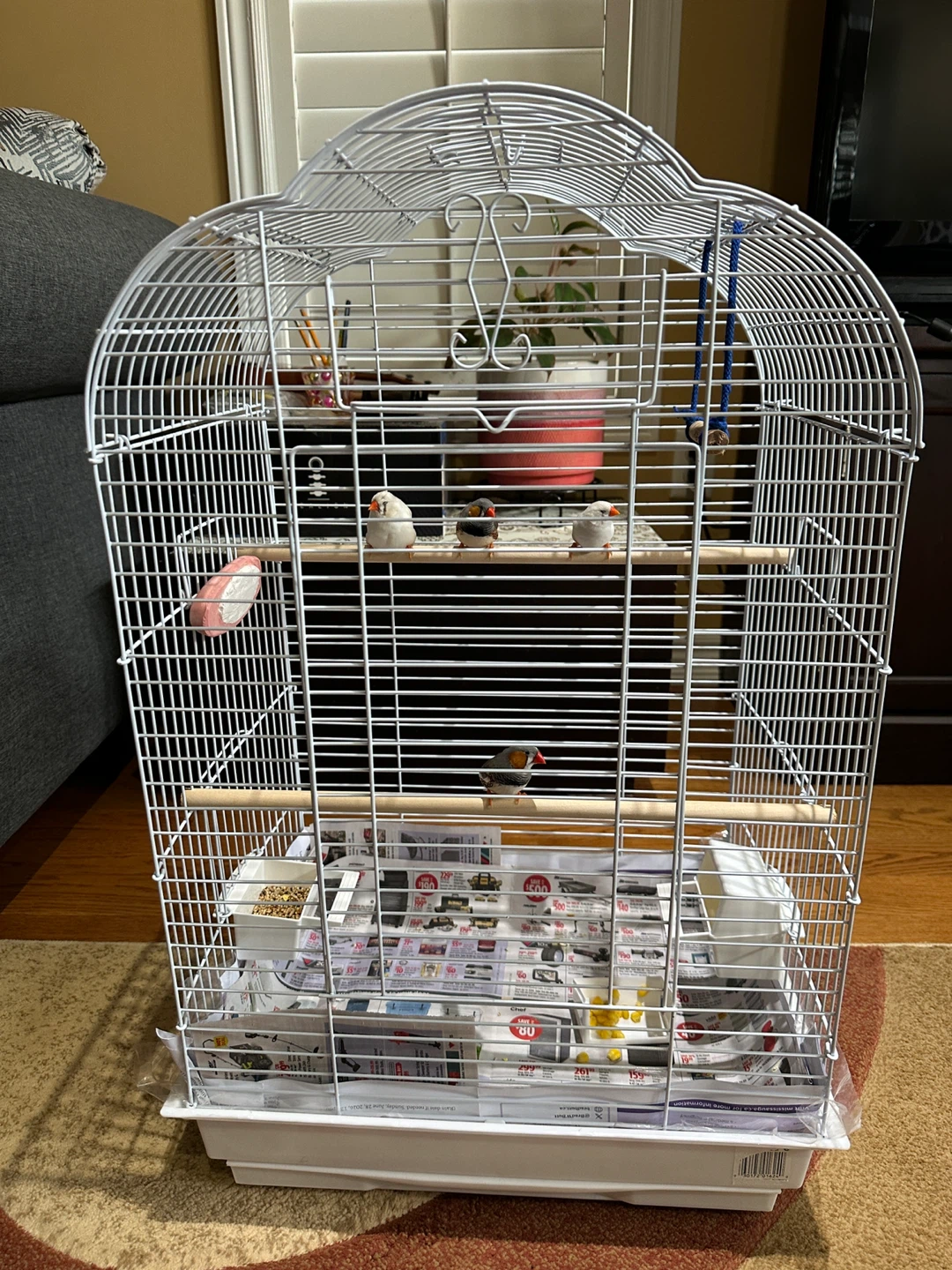 Birds cage plus