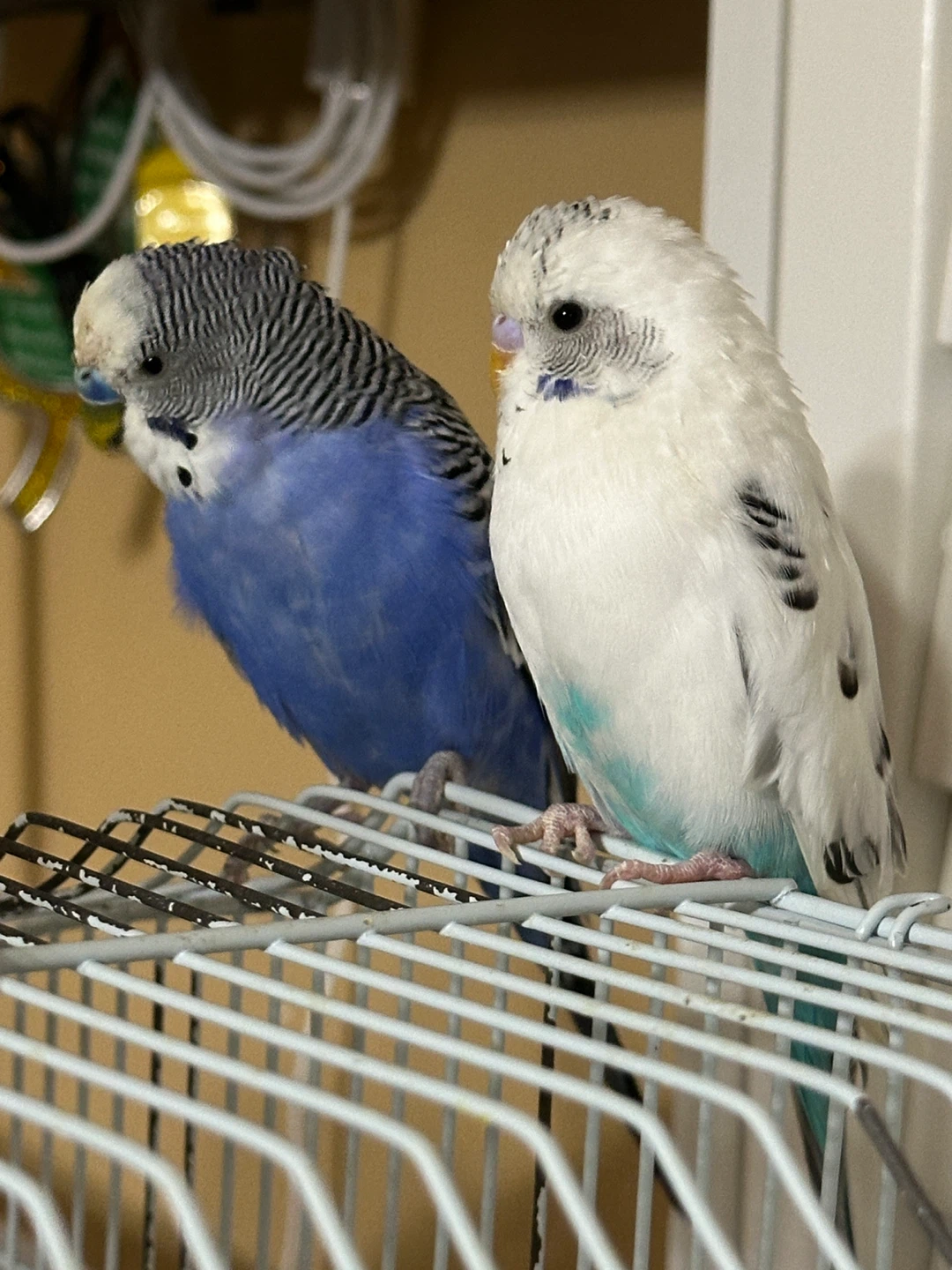 Birds cage plus - photo 3
