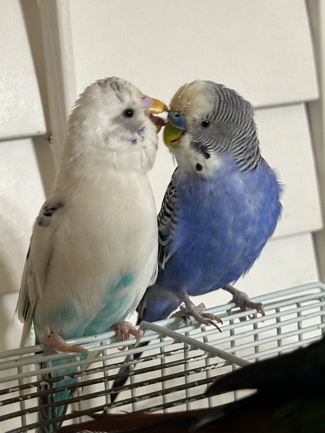 Birds cage plus - photo 4