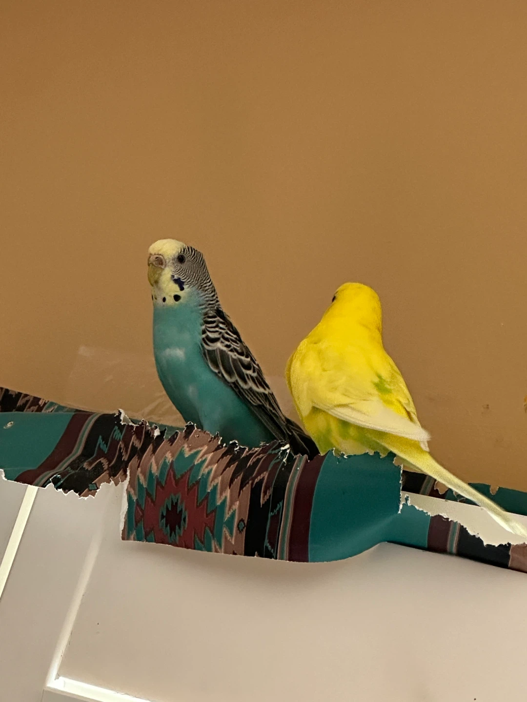 Birds cage plus - photo 5