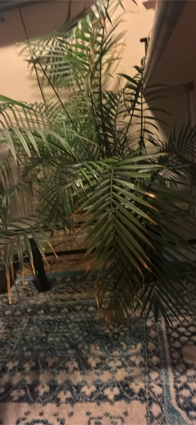 Large Indoor Palm Plant