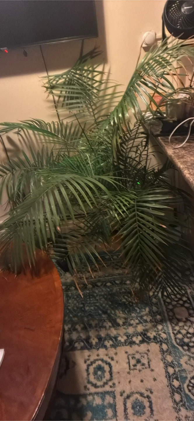 Large Indoor Palm Plant - photo 2