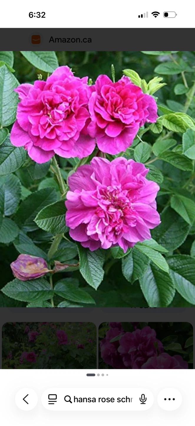 2 Pink Hansa Rose Bushes - photo 2