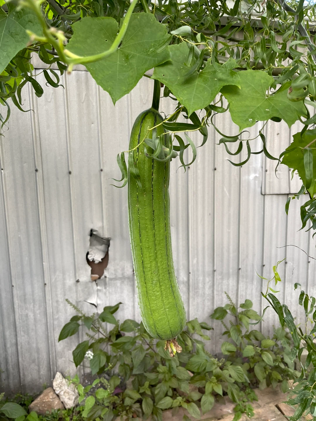 Fresh Homegrown Luffa Gourds