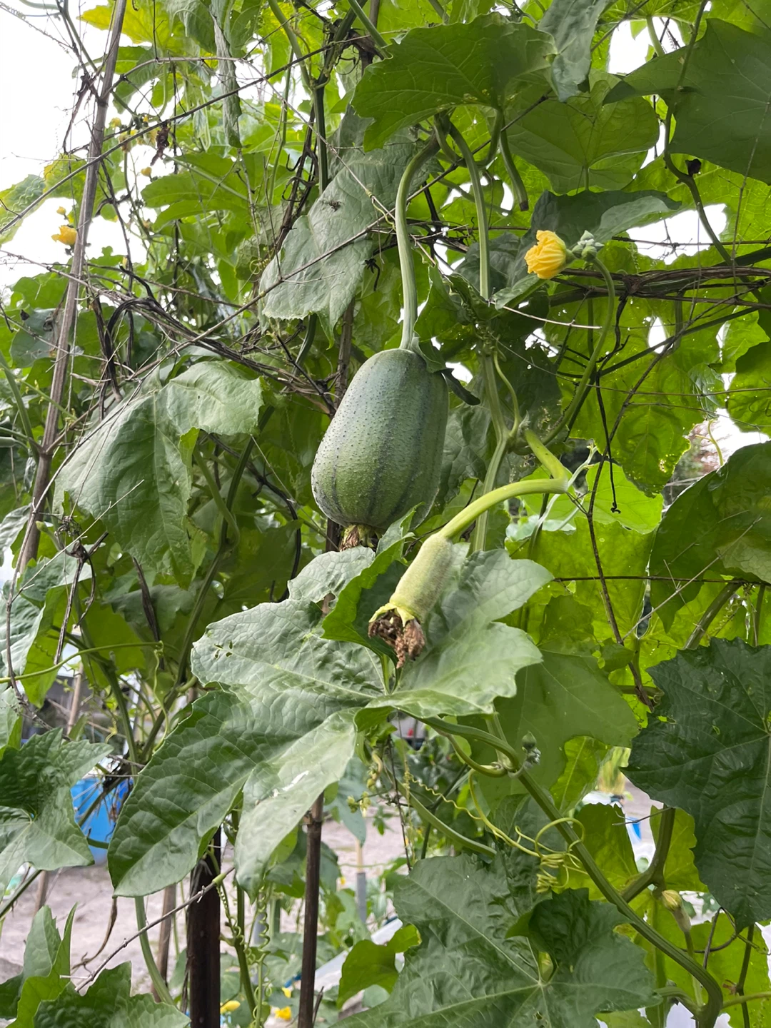 Fresh Homegrown Luffa Gourds - photo 2