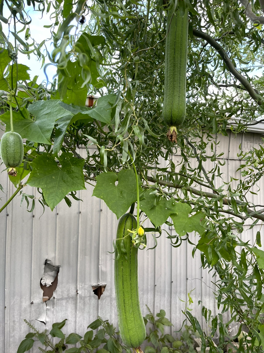 Fresh Homegrown Luffa Gourds - photo 3