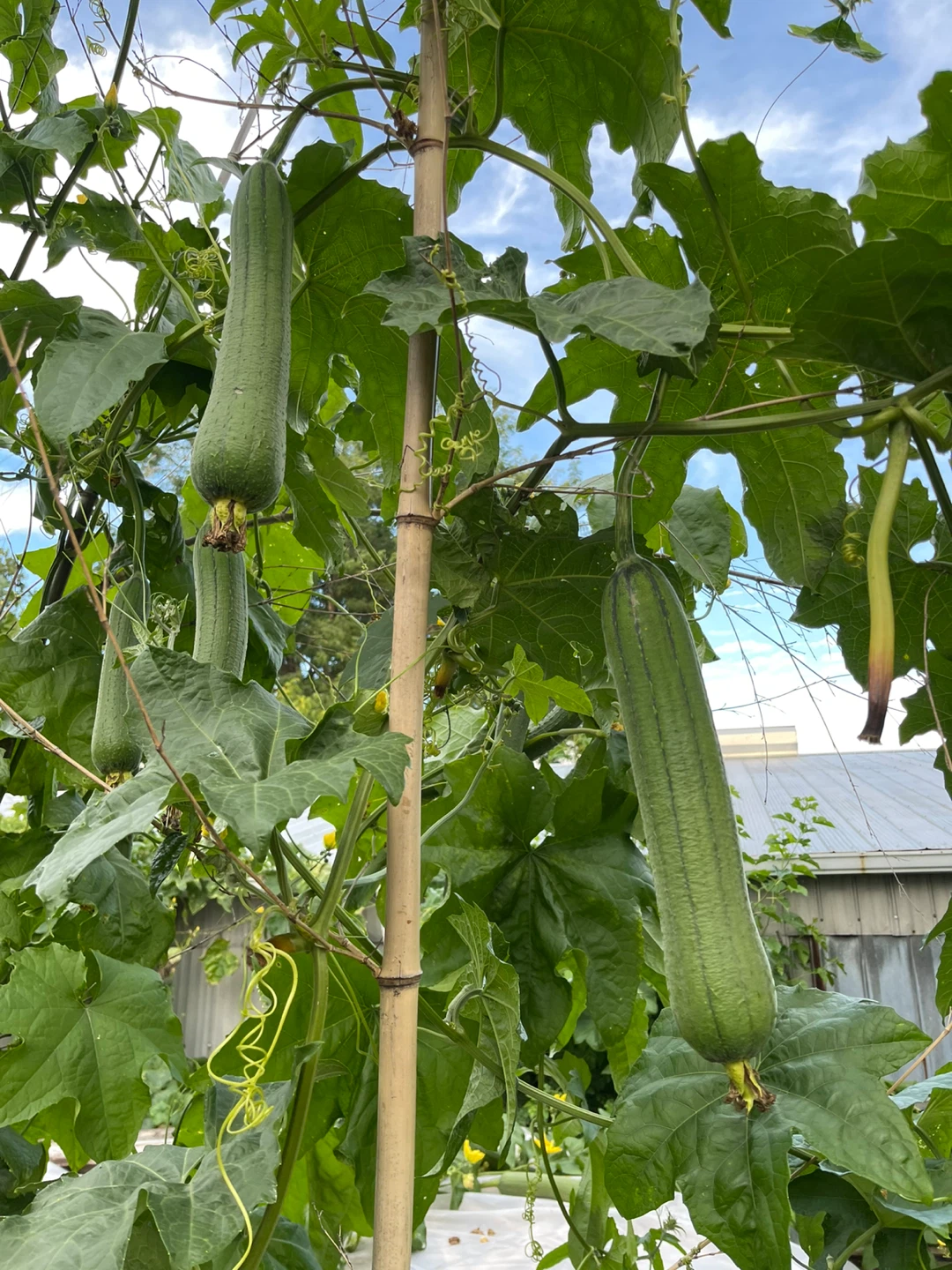 Fresh Homegrown Luffa Gourds - photo 4