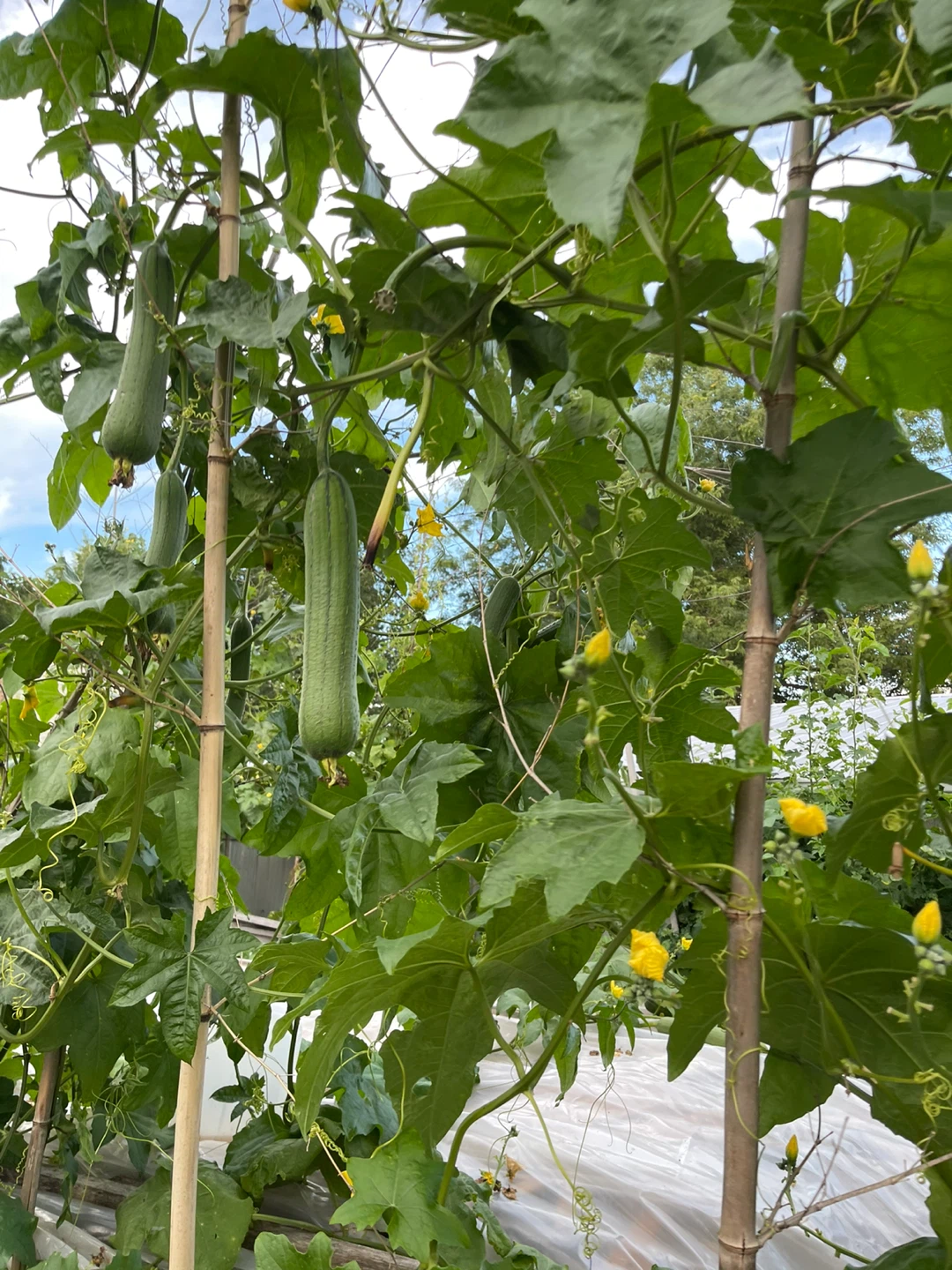 Fresh Homegrown Luffa Gourds - photo 5