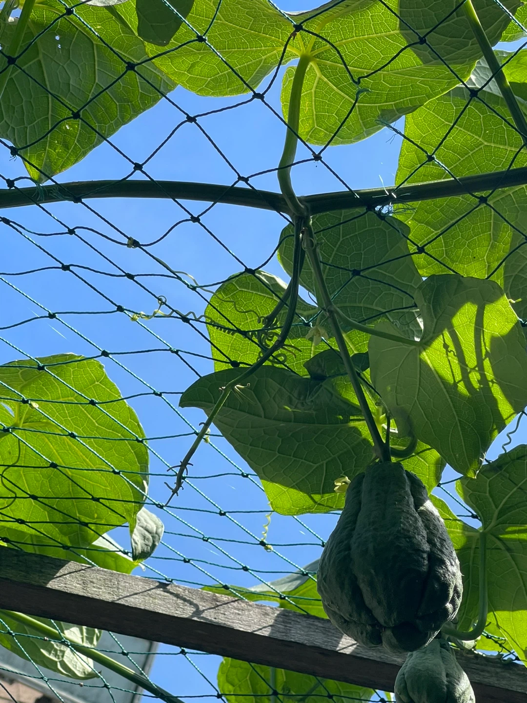 Fresh Homegrown Chayote Squash
