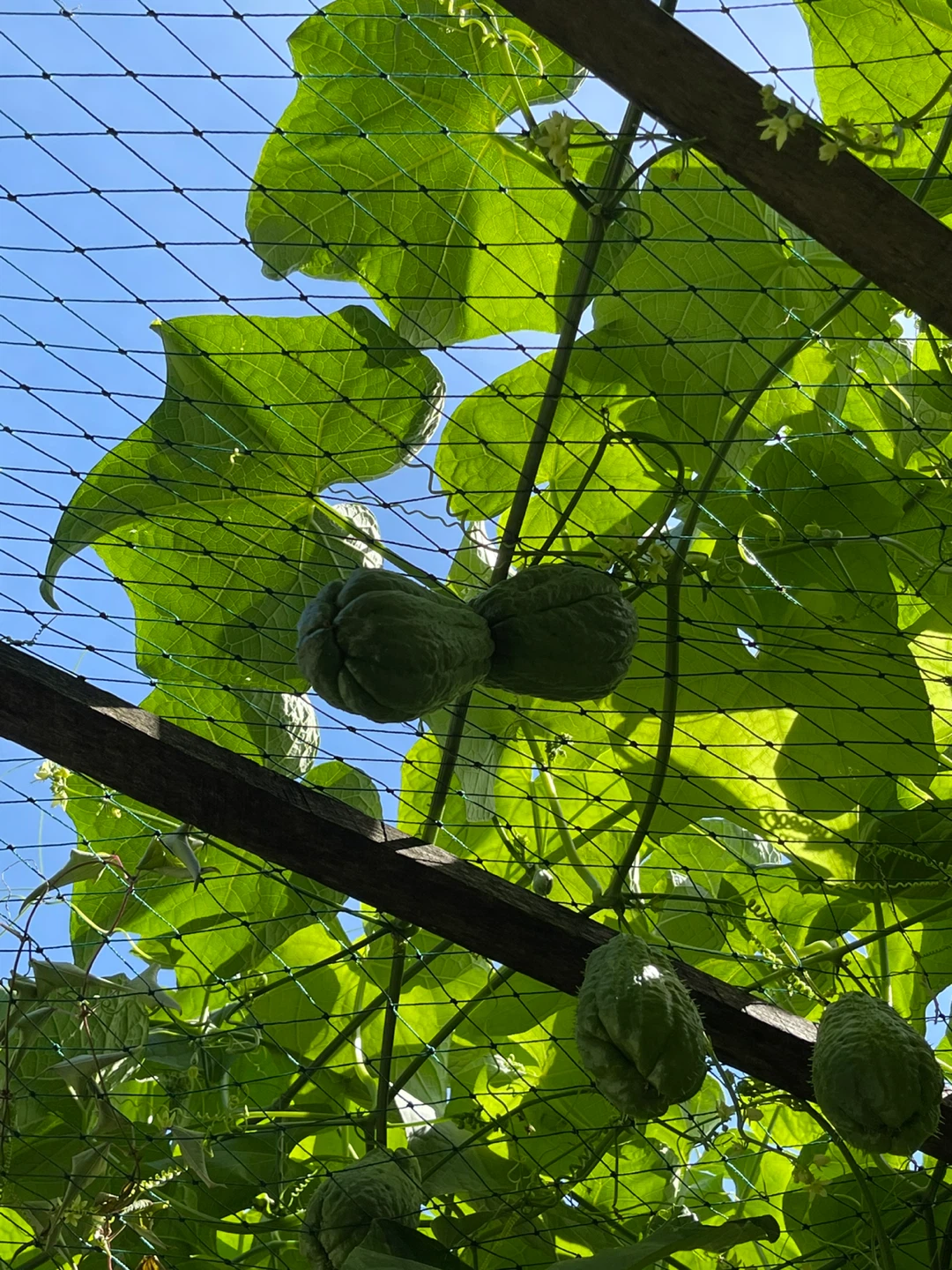 Fresh Homegrown Chayote Squash - photo 2